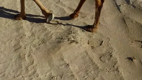 Shot of walking pattern of a camel in a vast arid desert, stock footage. Stock Footage 304816647