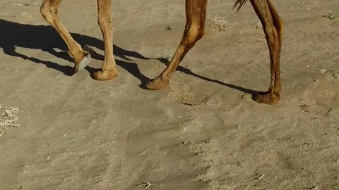Shot of walking pattern of a camel in a vast arid desert, stock footage. Stock Footage 304816651