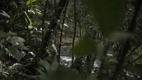 Shot of waterfall behind trees in forest Video stock 131525094
