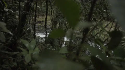 Shot of waterfall behind trees in forest Stock-Footage 131525199