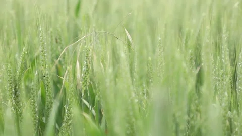 Shot of wheat and grain 動画素材 166891872