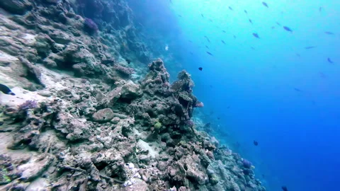 Shot while diving over coral reef along sea floor in Sharm El-Sheikh, Stock Footage 265881476