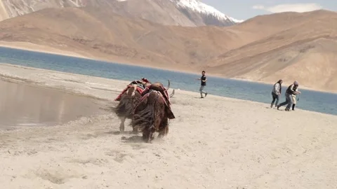 A shot of wild bisons running around during the day time at Leh Ladakh,India Stock Footage 168129699