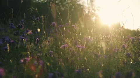 A shot of wildflowers in the meadow at sunset light Video stock 221237179