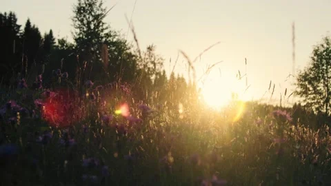 A shot of wildflowers in the meadow at sunset light 库存影片 221237272