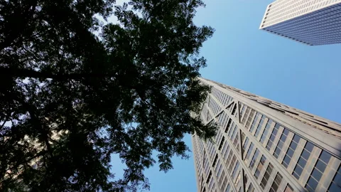 The shot of Willis tower through tree branches in the downtown. Bottom Stock Footage 306348482