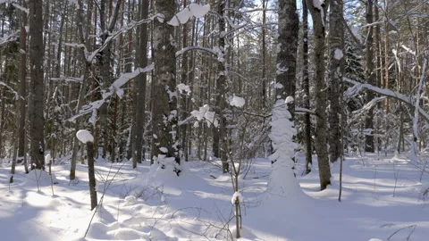 Shot of winter forest and snow-covered trees Stock-Footage 86443735