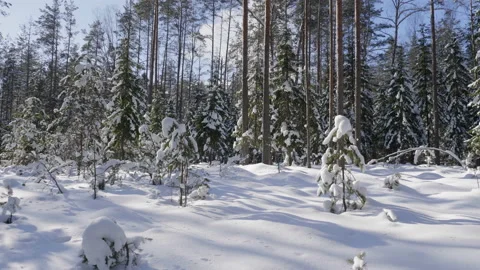 Shot of winter forest and snow-covered trees Stock-Footage 86443955