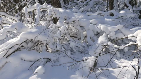 Shot of winter forest and snow-covered trees Stockbeeldmateriaal 86595021