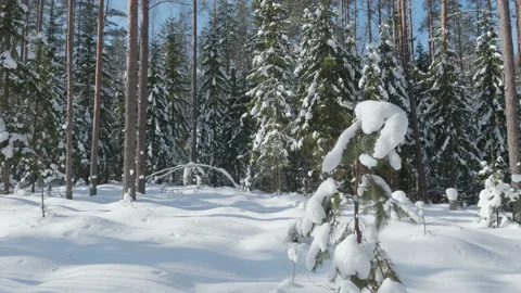 Shot of winter forest and snow-covered trees Stock-Footage 86595089