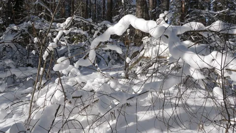 Shot of winter forest and snow-covered trees Stock-Footage 86595508