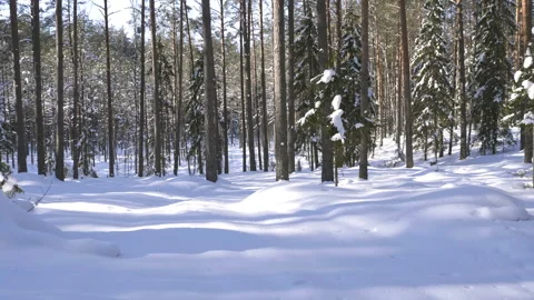 Shot of winter forest and snow-covered trees Stock-Footage 86597045