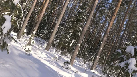 Shot of winter forest and snow-covered trees Stockbeeldmateriaal 86722200