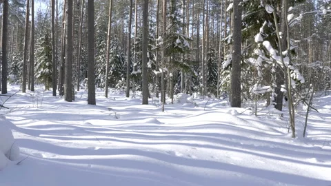 Shot of winter forest and snow-covered trees 스톡 동영상 86722236