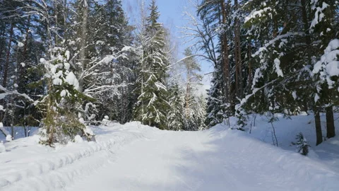 Shot of winter forest and snow-covered trees 스톡 동영상 87724572