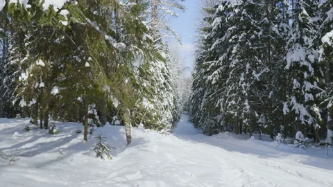 Shot of winter forest and snow-covered trees Stockbeeldmateriaal 87724584