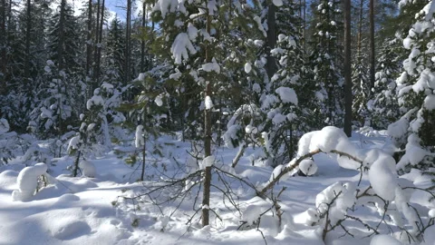 Shot of winter forest and snow-covered trees Stockbeeldmateriaal 87724706