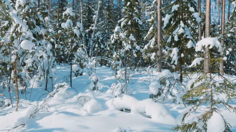 Shot of winter forest and snow-covered trees 스톡 동영상 87724806