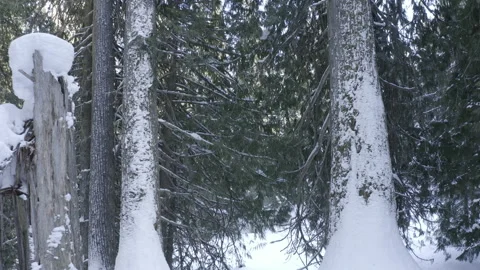 Shot of The Winter Forest. red cedar moving in shot 動画素材 146002619