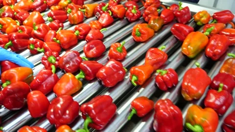 Shot of workers hand picking and placing red bell peppers on conveyor belt for Stock Footage 164236099
