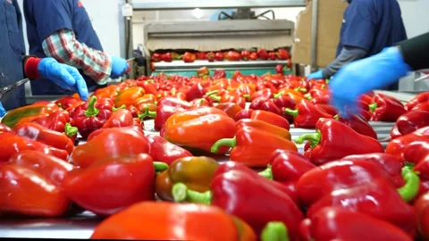 Shot of workers hand picking and placing red bell peppers on conveyor belt for Stock Footage 164236343