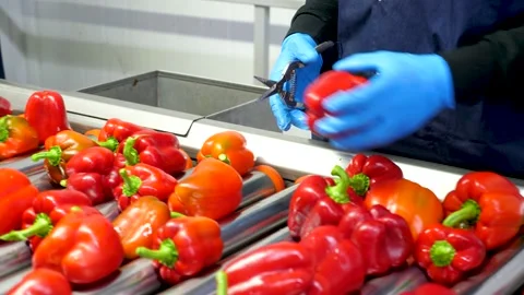Shot of workers hand picking and placing red bell peppers on conveyor belt for Stock Footage 164236529