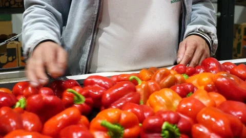Shot of workers hand picking and placing red bell peppers on conveyor belt for Stock Footage 164237335