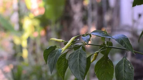  shot on young chili fruit 스톡 동영상 292283189