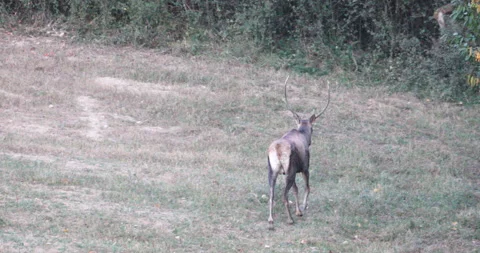 Shot of a young stag on a large clearing near the edge of the forest Stock Footage 139874657