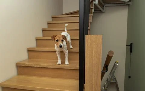 Shot1 dog 0 Stock Photos