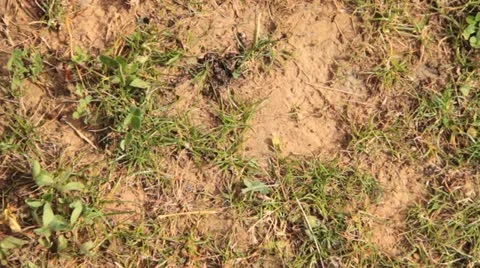 Shotgun shell Stock Footage 22024626