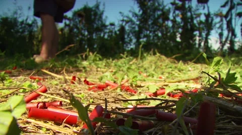 Shotgun shells in hunting ranch Stock Footage 55300095