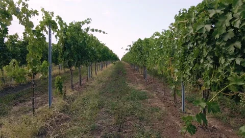 Shoting and facing down a row of vines on a French vineyard. Taken in summer Stock Footage 150942560