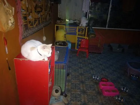 Shots of cats using the Infinix camera at night near the lights. Stock Photos