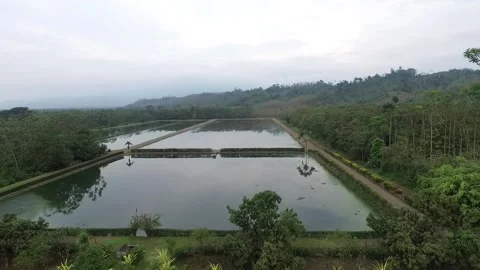 Shots in the field Video stock 241608975