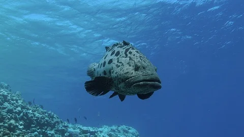 Shots of large potato cod with shallow reef in background. Stock Footage 113202057