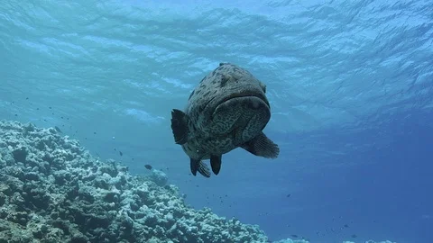 Shots of large potato cod with shallow reef in background. Stock Footage 113202301