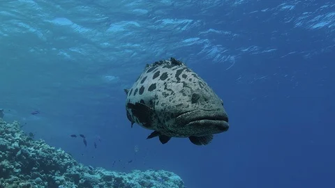 Shots of large potato cod with shallow reef in background. Vídeo Stock 113212556