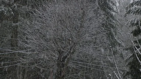 Shots of trees with snow falling Video stock 75242530