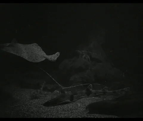 Shots of various fish specimen under examination in aquarium, Scotland UK 1950 Stock Footage 131077830