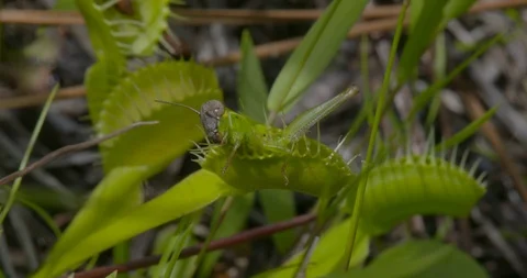 Shots of venus fly traps in the wild Stock Footage 87129152