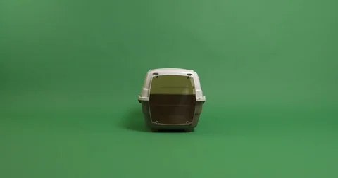 Should I go in the bag? Stock Footage 102957997