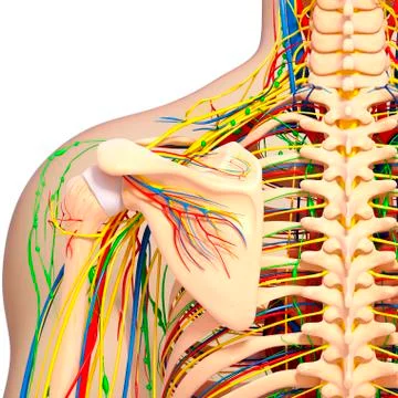 Shoulder anatomy; artwork Stock Illustration