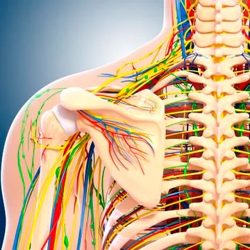 Shoulder anatomy; artwork Stock Illustration