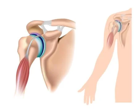 Shoulder anatomy Stock Illustration