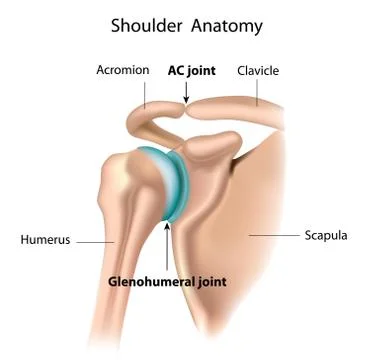 Shoulder anatomy Stock Illustration