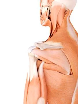 Shoulder anatomy Stock Illustration