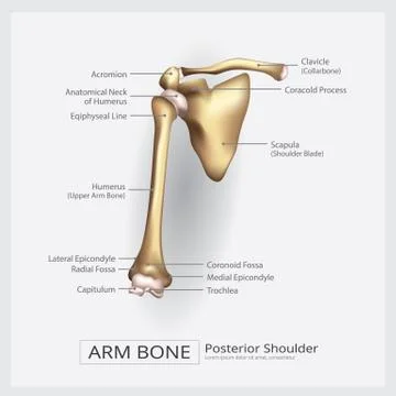 Shoulder Arm Bone Vector Illustration Stock Illustration