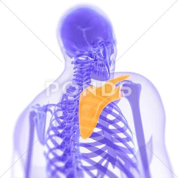 Shoulder blade, artwork Stock Illustration