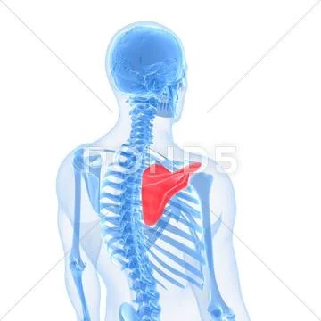 Shoulder blade, artwork Stock Illustration